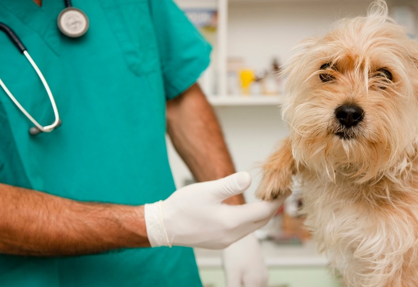 Fue procesada mujer que se hacía pasar por veterinaria